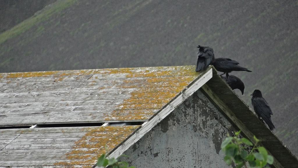 Esjan Villa Kjalarnes Dış mekan fotoğraf